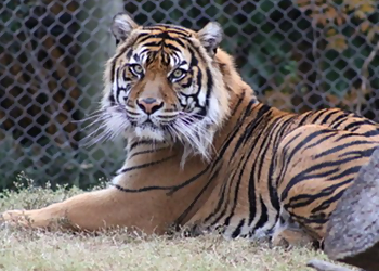 Waco Places To See Cameron Park Zoo