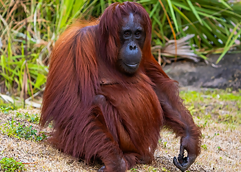 Waco Places To See Cameron Park Zoo