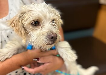 North Las Vegas Veterinary Clinics Camino Al Norte Animal Hospital