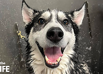 Durham Pet Grooming Camp Bow Wow