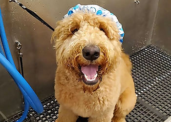 Durham Pet Grooming Camp Bow Wow