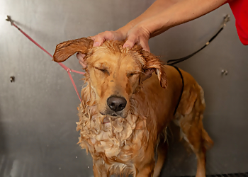 Memphis Pet Grooming Camp Bow Wow