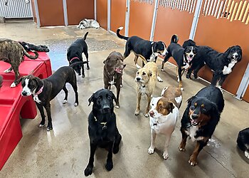 Mesa Dog Training Camp Bow Wow