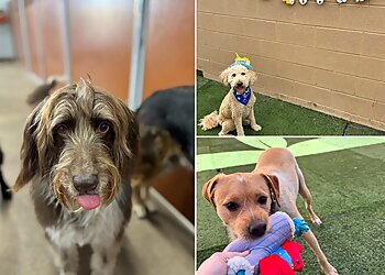 Mesa Dog Training Camp Bow Wow