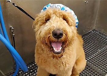 Shreveport Pet Grooming Camp Bow Wow