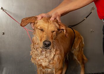 Camp Bow Wow Baton Rouge Baton Rouge Pet Grooming image 1