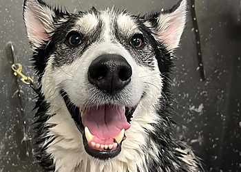 Camp Bow Wow Boulder - Boulder, CO Pet Grooming - Professional Highlights