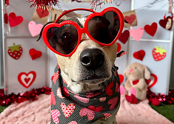 Camp Bow Wow Boulder - Boulder, CO Pet Grooming - Service Highlights