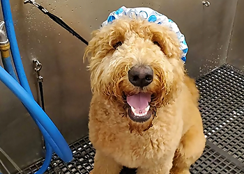 Camp Bow Wow Boulder Camp Bow Wow Boulder - Boulder, CO Pet Grooming - Service Image