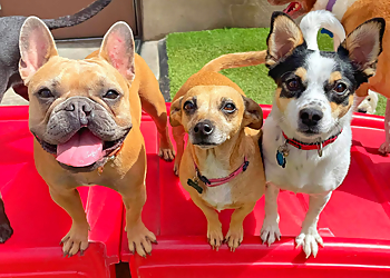 Columbia Pet Grooming Camp Bow Wow Columbia SC