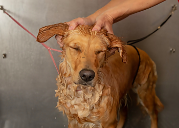 Columbia Pet Grooming Camp Bow Wow Columbia SC