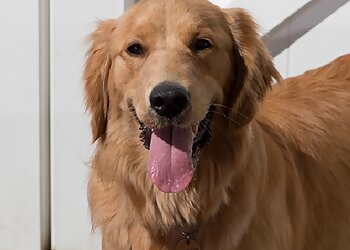 Bridgeport Pet Grooming Camp Bow Wow Fairfield-Trumbull