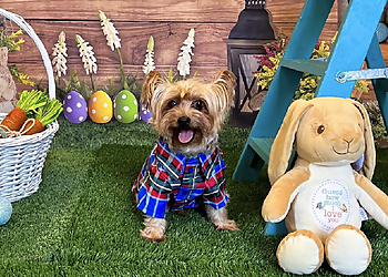 Grand Prairie Pet Grooming Camp Bow Wow Grand Prairie