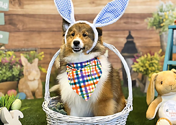 Grand Prairie Pet Grooming Camp Bow Wow Grand Prairie