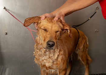 Lafayette Pet Grooming Camp Bow Wow Lafayette