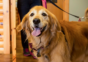 Lafayette Pet Grooming Camp Bow Wow Lafayette