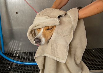 Camp Bow Wow Lafayette Lafayette Pet Grooming image 1