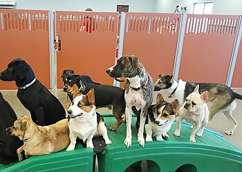 Indianapolis Dog Training Camp Bow Wow Lawrence