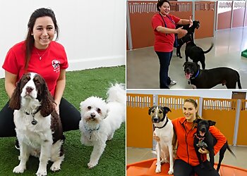 Indianapolis Dog Training Camp Bow Wow Lawrence