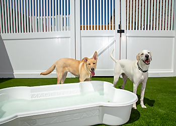 Camp Bow Wow Shreveport - Shreveport, LA Dog Training - Service Image