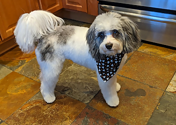 Chula Vista Pet Grooming Camp Run-A-Mutt