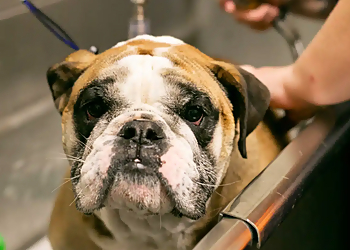 Chula Vista Pet Grooming Camp Run-A-Mutt