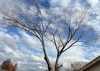 Mesquite Tree Services Campos tree service
