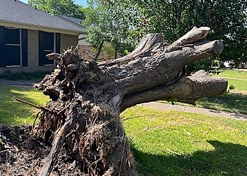 Mesquite Tree Services Campos tree service