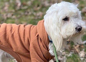 Columbus Dog Training Canine Academy Columbus