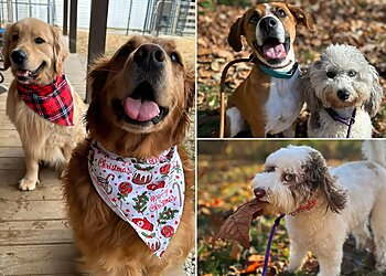 Columbus Dog Training Canine Academy Columbus