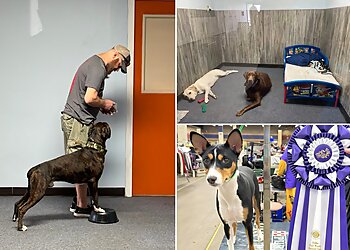 Arlington Dog Training Canine Advanced Training Services