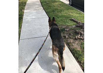 Anaheim Dog Walkers Canine Concierge & Pet Sitting