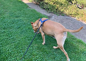 Anaheim Dog Walkers Canine Concierge & Pet Sitting