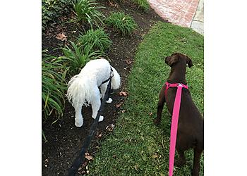 Canine Concierge & Pet Sitting  Anaheim Dog Walkers image 1