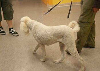 Lincoln Dog Training Canine Consultants & Pet Supply