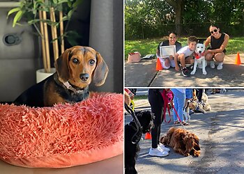 Miami Dog Training Canine Counselors