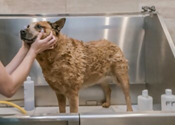 Amarillo Pet Grooming Canine Country Club