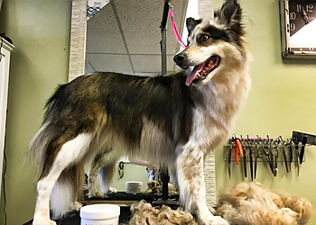 Reno Pet Grooming Canine Design Midtown