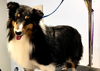 Sterling Heights Pet Grooming Canine Divine LLC