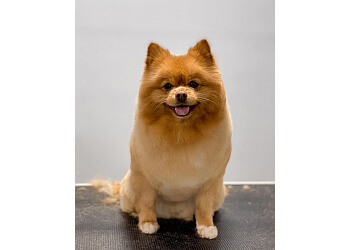 Canine Divine Professional Dog Grooming