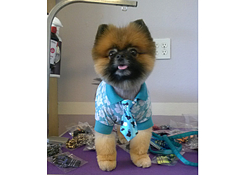 Sunnyvale Pet Grooming Canine Showcase