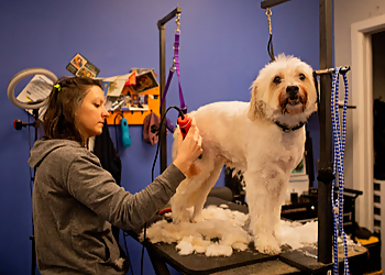 Detroit Pet Grooming Canine To Five