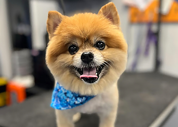 Detroit Pet Grooming Canine To Five