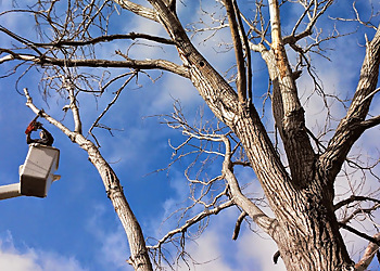Killeen Tree Services Cantu Tree Trimming Services
