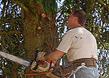 Tacoma Tree Services Canzler Tree Service Inc.