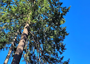 Tacoma Tree Services Canzler Tree Service Inc.