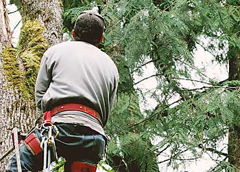 Little Rock Tree Services Capital City Tree Service