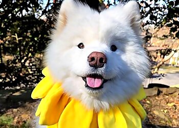 Pittsburgh Dog Walkers Captain Flosse Dog's Pet Service