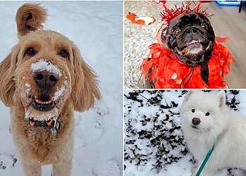 Pittsburgh Dog Walkers Captain Flosse Dog's Pet Service