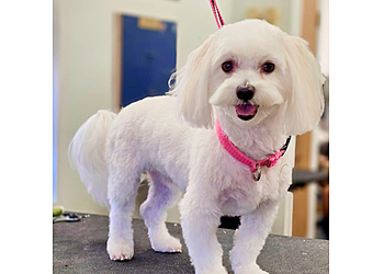 Rochester Pet Grooming Care A Lot Pet Grooming